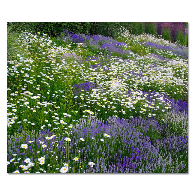 Landscape Design by Chris Ingalls